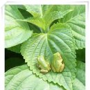 청개구리 이미지