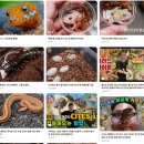 덕표내 | 이색 파충류가 모여있는 덕표내 두아이와 방문 후기