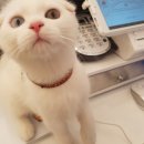 디어마이펫(DEARMYPET) 이미지