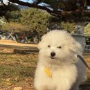 멍줍강아지산책유치원 | 진해애견유치원 멍줍 강아지 산책 유치원 Review - 사랑스러운 반려견을 위한 최고의 선택