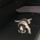 해담동물의료센터 이미지