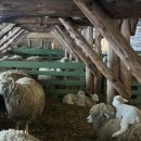 백촌목장 이미지