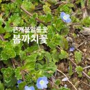 개나리꽃농원 이미지
