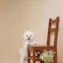 아토그루밍 이미지