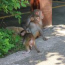 더하이난 이미지