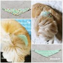 토토펫살롱 | 2019썸머코펫리얼후기