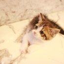 강아지랑고양이 이미지