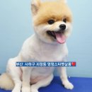 멍멍스타 이미지