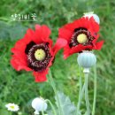 [국진이의이야기]5월 1일(목) - 양귀비꽃