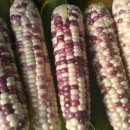 골말농장 이미지