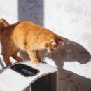 Sleek Line PT 이미지