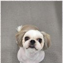 즐거운 애견미용 | 애견미용 아이들의 웃음이 넘치는 행복한 산책 후 애견미용 후기