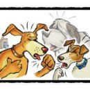 하나켄넬 이미지