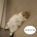 눈누난나 이미지