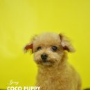 코코 펫 미용 이미지