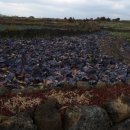 제주또올레 이미지