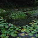 연못 속 풍경 이미지