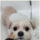 강아지미용실_편안 이미지