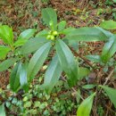 선흘리 백서향 및 변산일엽군락 이미지