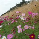 남한강자전거길 20 이미지