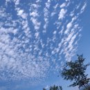 다래보리밥 이미지