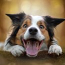 강아지랑나랑 이미지