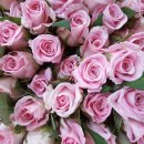 장미농장 이미지