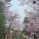정다운매점주 | 짧고도 강렬했던 비오디브의 봄맞이 피크닉 🌸