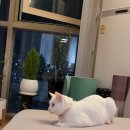 삐삐그루밍 이미지