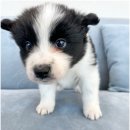 강아지와고양이 | 인천애견분양, 오독안심분양센터에서 강아지와 고양이 입양한 후기^^