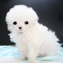 토이포이 이미지