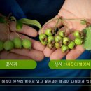 9강 위장에 좋은 약초 조회수 7.5만회 6년 전 이미지