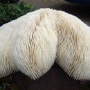 남문5길 이미지