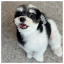 내안에너있DOG 이미지