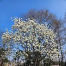 안산 화랑유원지 | [안산 벚꽃] 안산 벚꽃~~ 명소인 "화랑유원지" 다녀왔어용^&amp;^