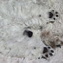 크러쉬 푸들 이미지