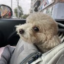 독핏코리아 이미지