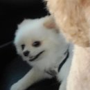 사랑옵개 이미지