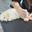 애견미용 이미지