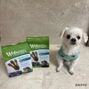 덴탈LED | 강아지 치석껌 웜지스 덴탈껌 칫솔 xxs 성분 부작용 구토