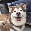 도기바스 이미지