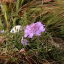 쑥부쟁이 이미지