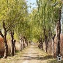 삼락생태공원 이미지