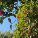 디아크리조트2 이미지