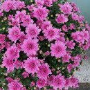 사월봄약국 이미지