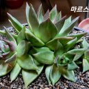 마르스