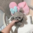 앨리스코리아켄넬 이미지