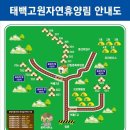 태백고원자연휴양림 이미지
