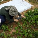 토마토 민박 이미지