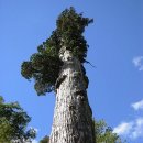 세상에서 가장 위험한길과 가장 오래된 나무 이미지